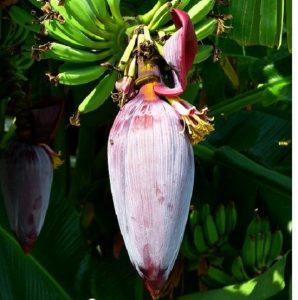 Tasty Spicy Banana Flower Bhaji