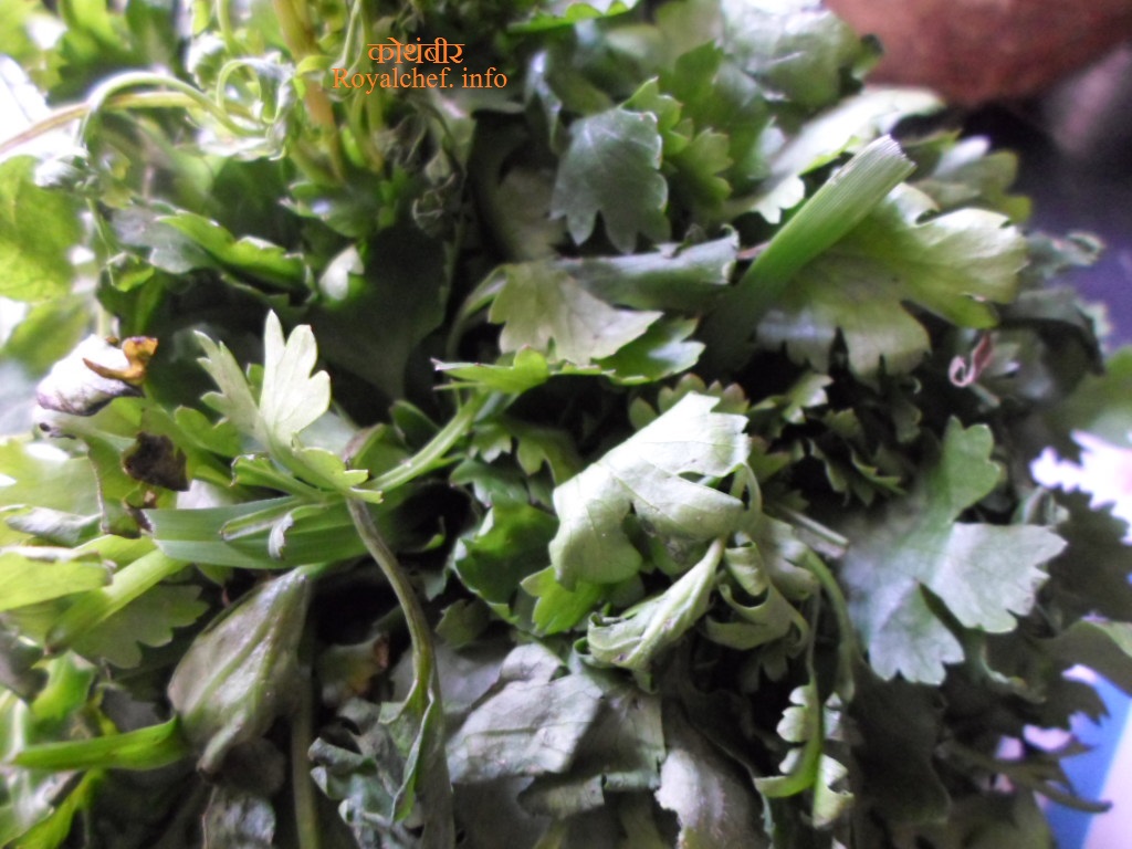 Coriander Leaves