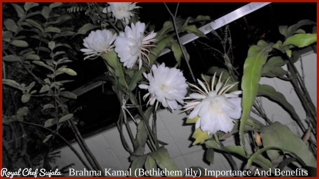 Brahma Kamal (Bethlehem lily) Importance And Benefits