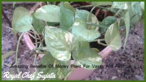 Amazing Benefits Of Money Plant For Vastu And Finance 