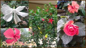 Jaswand Fulache Gundharm (Hibiscus) In Marathi