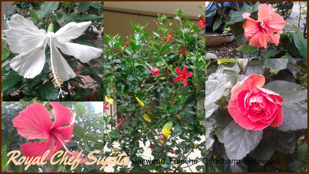 Jaswand Fulache Gundharm (Hibiscus)  In Marathi