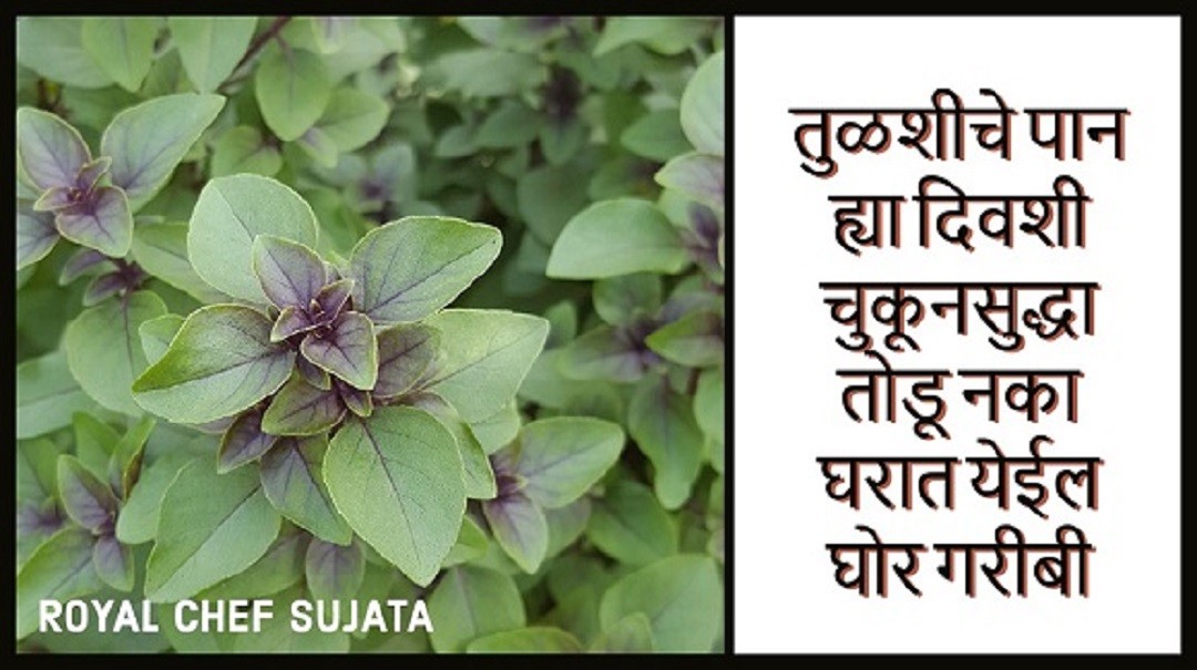 Holy Basil Leaves