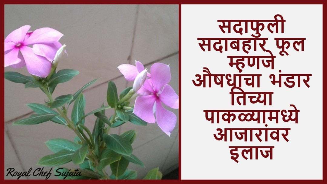 Sadafuli Sadabahar Evergreen Flower