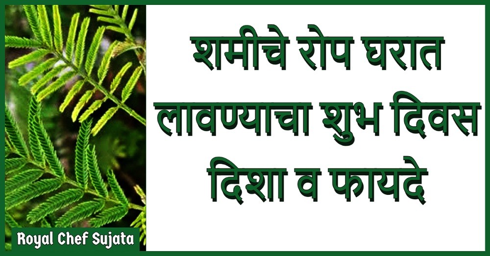 Shami Plant tree Benefits
