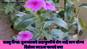 Vastu Tips: Sadabahar plant Vastu direction At Home 