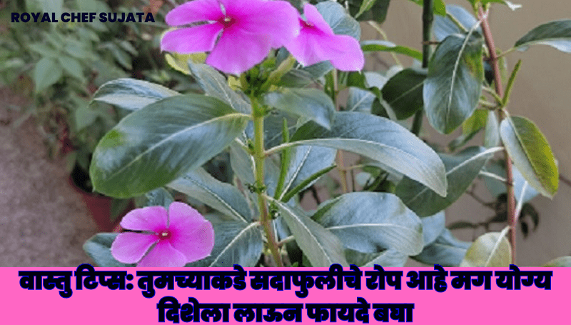 Vastu Tips: Sadabahar plant Vastu direction At Home